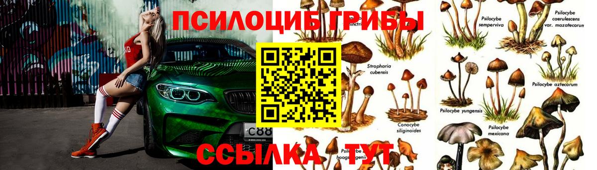 Псилоцибиновые грибы Cubensis  Вход с VPN  Красногорск 